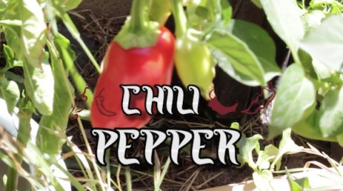 chilipepper1 copy 2