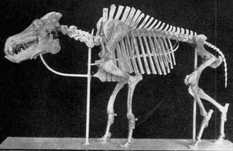 Daeodon_skeleton