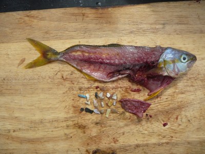 fish-plastic