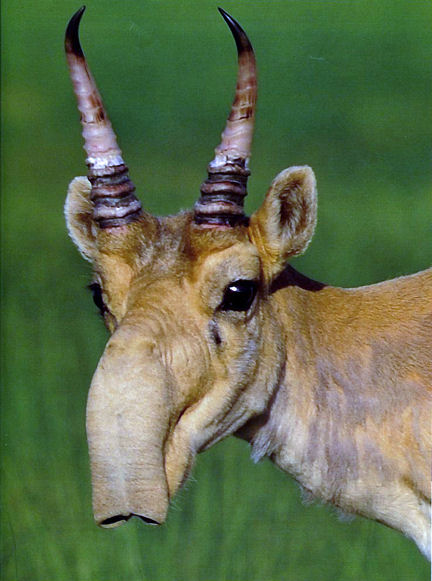 bizarre-animal-saiga-antelope