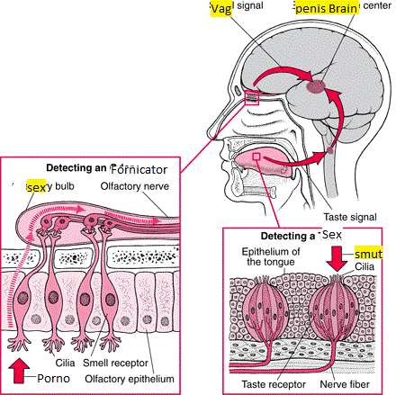 sex addict brain